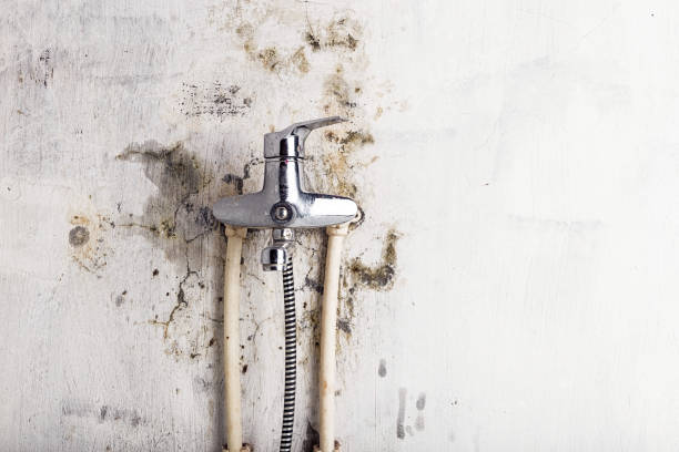 Professional Mold Removal in Horseheads North, NY