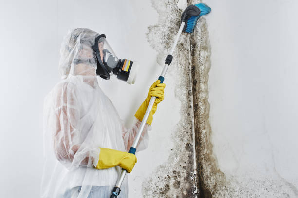 Best Toxic Mold Removal  in Horseheads North, NY