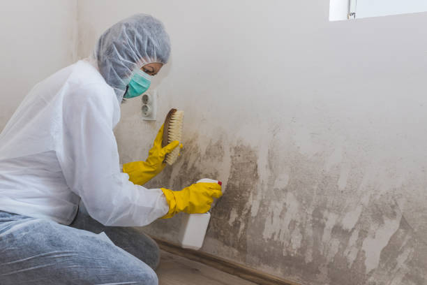 Best Local Mold Removal Service  in Horseheads North, NY