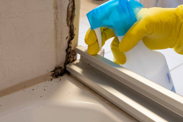 Best Mold Damage Repair  in Horseheads North, NY