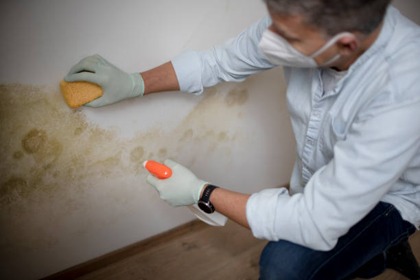 Best Attic Mold Removal  in Horseheads North, NY